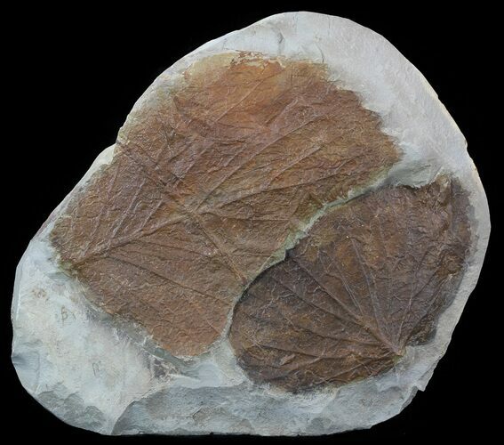 Paleocene Fossil Leaves (Davidia antiqua) - Montana #52249